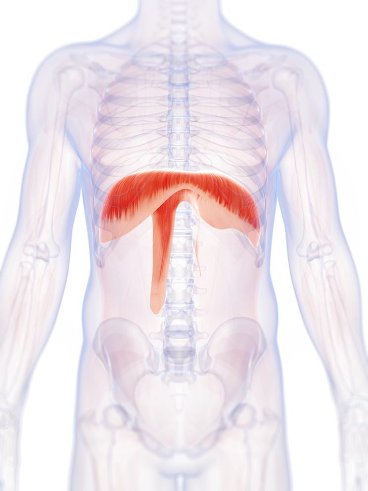 Buteyko breathing and the diaphragm