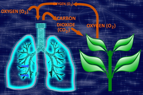 Lungs and plant exchanging oxygen and carbon dioxide