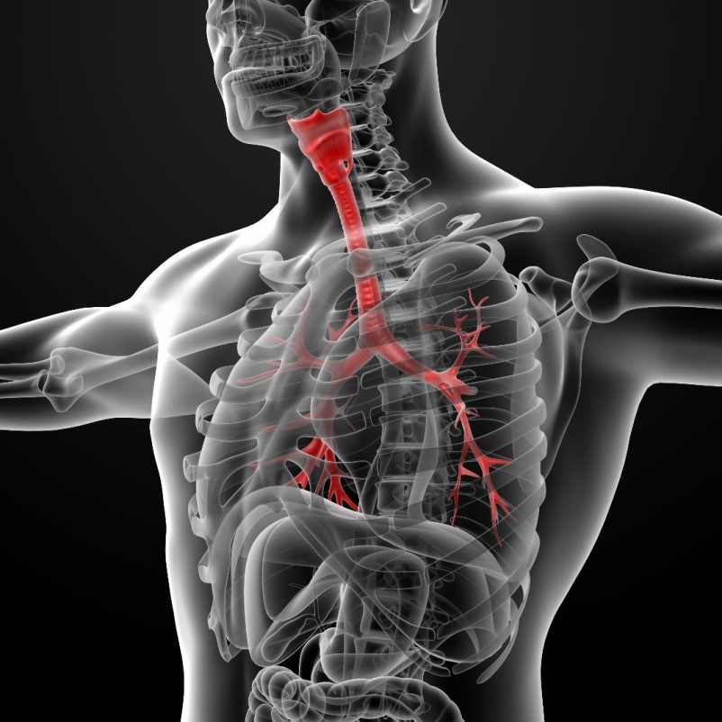 red and inflamed bronchial tubes